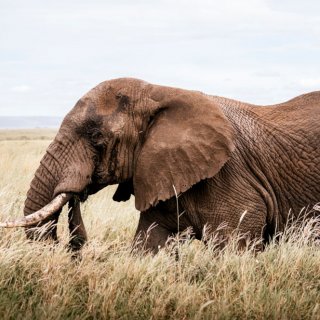 Elefantenhaut mag niemand haben, daher pflegen wir trockene Haut mit Bodybutter.