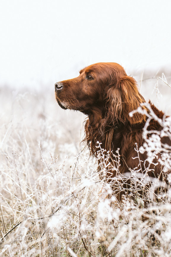 Ein Haustier hilft, um dem Winter seine guten Seiten abgewinnen zu können, ja ihn gar zu lieben!.