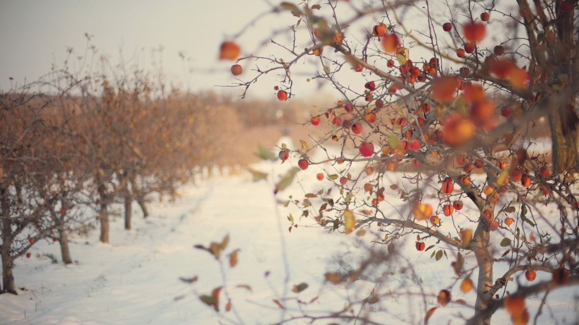 Kahle Äste, Kälte, Schnee: Wem die dunkle Jahreszeit aufs Gemüt schlägt, kann ganz einfach den Winter lieben lernen.