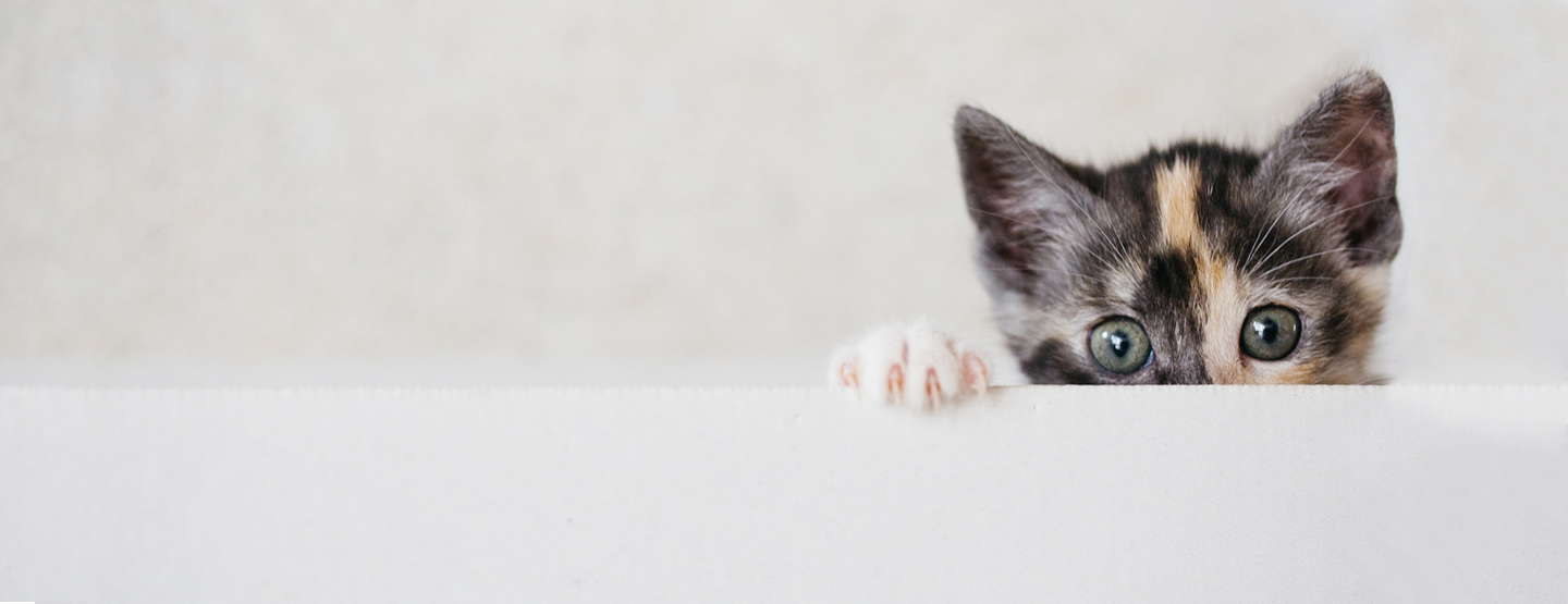 Kleines Kätzchen, das über eine weiße Mauer schaut - leider haben viele eine Allergie gegen Katzenhaare