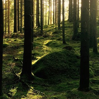 Geheimnisvoller Wald mit viel Moos - der perfekte Wald zum Waldbaden