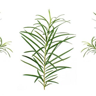 Spitze Blätter des Teebaums, vielleicht werden sie zu Teebaumöl weiterverarbeitet