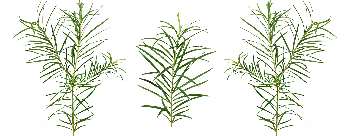 Spitze Blätter des Teebaums, vielleicht werden sie zu Teebaumöl weiterverarbeitet